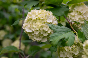 A flowering viburnum tree. Flowers. The background