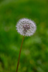 dandelion seed head