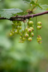 unripe, green currants on the bush