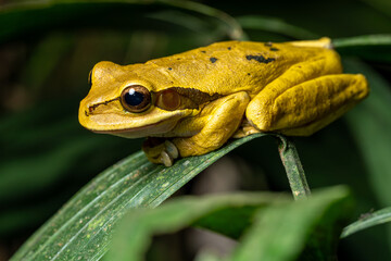Yellow masked tree frog, also known as Smilisca phaeota, perched on a green leaf in its natural habitat in Costa Rica