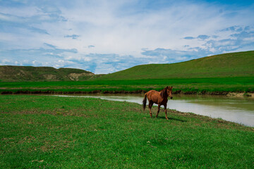 A beautiful brown horse grazes in a sunny meadow in a field with flowers. Thoroughbred mare on a...
