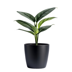 Green plant in black pot home decor indoor greenery