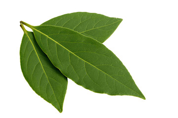 Obraz premium Fresh Bay Leaves on White Background