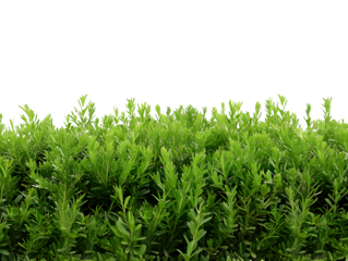 Thick green hedge with rich leaves, ideal for natural or outdoor-themed design projects.