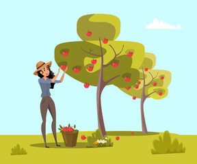 Woman gathers apples in basket in orchard. Fruit trees garden. Cute country girl harvesting fruits. Female farmer standing near apple tree. Harvest season. Cartoon vector illustration.