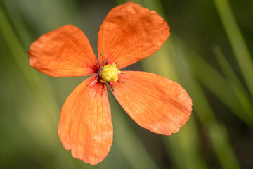 kleine Mohnblume