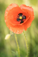 kleine Mohnblume