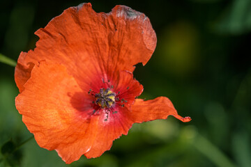 kleine Mohnblume