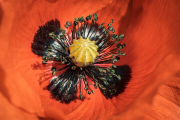 kleine Mohnblume
