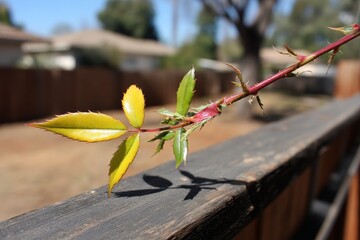 Rose branch with vibrant leaves and thorns captured in a backyard during midday sunlight