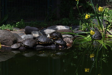 turtles resting on stones at little pond