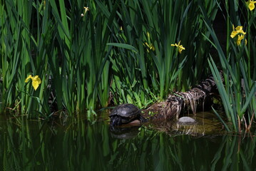 turtles resting on stones at little pond