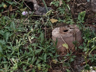 Weathered wooden stump surrounded by green grass and scattered foliage in a natural outdoor...