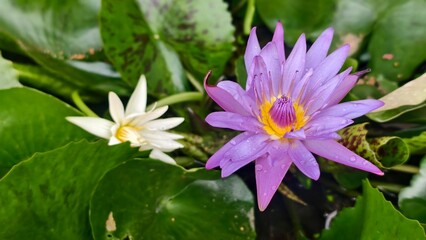 Vibrant Purple Water Lily Blooming Amidst Lush Green Leaves with a White Flower in Background and Raindrops