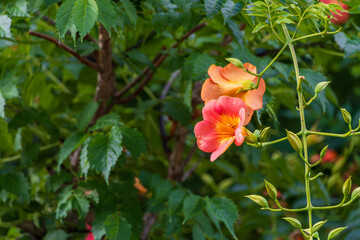 緑の中に咲くノウゼンカズラの橙色の花