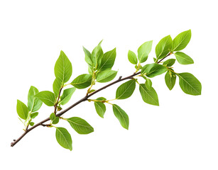 Fototapeta premium Closeup of green twig with fresh leaves isolated on white or transparent background