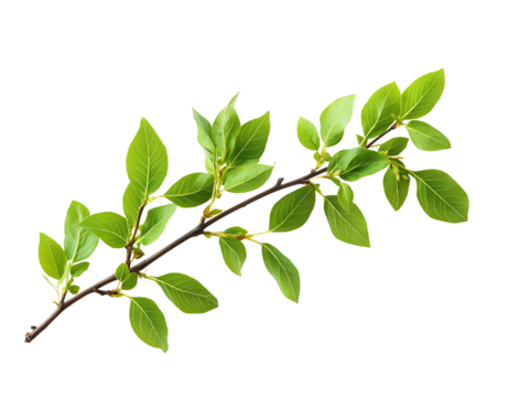 Closeup of green twig with fresh leaves isolated on white or transparent background