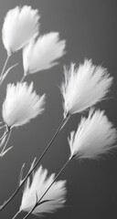 Obraz premium A grayscale close-up of fluffy, feathery blossoms