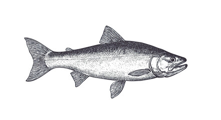 Naklejka premium Fish sketch salmon trout. Vintage retro print, black white salmon trout fish sketch ink pencil style drawing, linear drawing, engrave old school. Sketch artwork salmon trout fish. Illustration