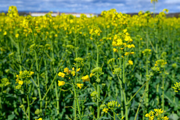 Yellow rapeseed field against cloudy sky background. Blooming canola flowers.