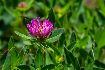 Wild red clover flower isolated Trifolium pratense, with green nature background