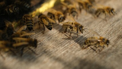 Honey Bees Entering and Exiting a Wooden Hive Entranc