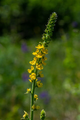 Summer in the wild among wild grasses is blooming agrimonia eupatoria.Medicinal plant