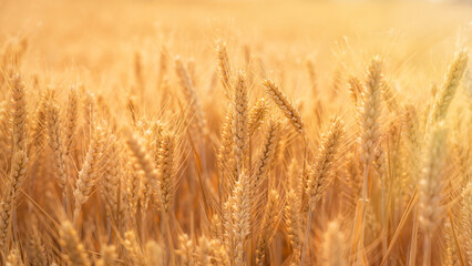 Fototapeta premium golden wheat field. Ears of golden wheat close up.