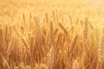 golden wheat field. Ears of golden wheat close up.