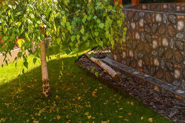 Ornamental birch tree stands on lush green lawn. Fallen yellow uncollected foliage creates vibrant color contrast against well-manicured green grass in backyard garden setting. decorative birch