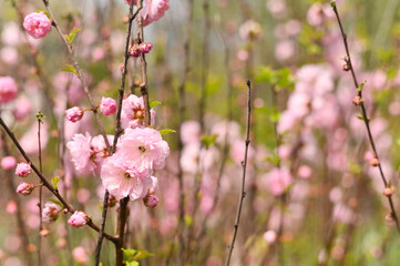 Closeup of blooming almond tree with delicate pink flowers on slender branch. Spring garden scene with floral texture and blurred natural background. Blossom adds beauty. beautiful spring background
