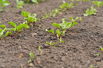beet seedlings are grown in rows in the garden