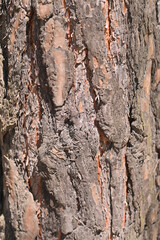 the bark of a pine tree is a close-up.