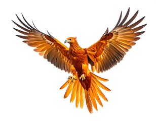 Fototapeta premium Majestic bird of prey soaring with outstretched wings against a clean white background. Detailed feather textures and dynamic pose captured