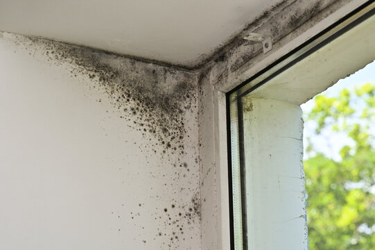 There's black mold in the corner of the window