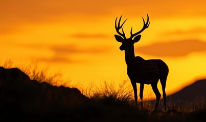Silhouette of a majestic deer with antlers standing at sunset in the wild