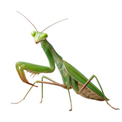 Close-up of a vibrant green praying mantis perched on a branch with a blurred natural background
