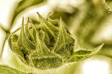 Sunflower bud