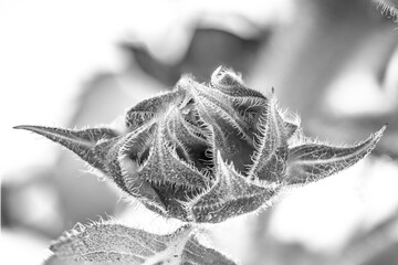 Sunflower bud
