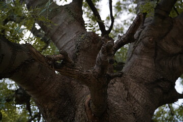 Fototapeta premium Ash, Narrow-leaved ash (Fraxinus angustifolia) 