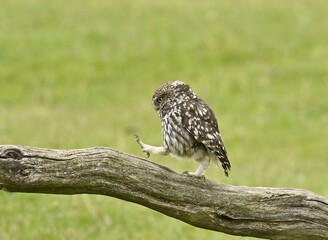 A Little Owl walking along a fallen tree branch.