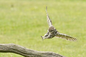 A Little Owl coming into land on a fallen tree branch.