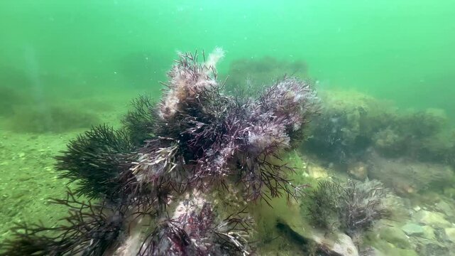 Underwater shot of Red algae (Furcellaria lumbricalis) on the bottom of Baltic Sea. Estonia.