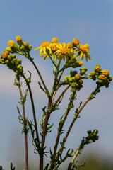Wild plant Jacobaea vulgaris in the forest meadow. Known as ragwort, stinking Willie or tansy ragwort. Yellow delicate flower on a green background