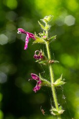 Close up of a hedge woundwort stachys sylvatica flower in bloom