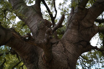 Ash, Narrow-leaved ash (Fraxinus angustifolia) 