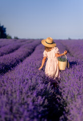 girl in a pink dress and hat collects lavender in a basket. Provence, photo from the back