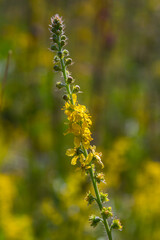 Summer in the wild among wild grasses is blooming agrimonia eupatoria.Medicinal plant