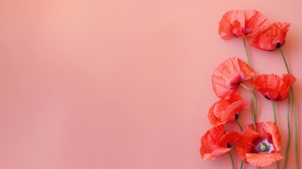 Top view of vibrant red poppies arranged on a clean, soft coral table, their petals creating a bold contrast against the subtle background.