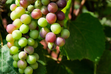 Bunch of green grapes close-up